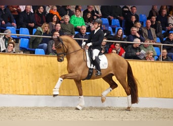 Hannoveriano, Semental, 6 años, 172 cm, Alazán-tostado