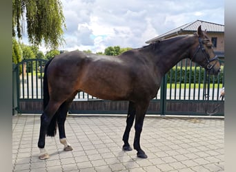 Hannoveriano, Semental, 7 años, 180 cm, Castaño oscuro