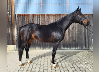 Hannoveriano, Semental, 7 años, Castaño oscuro