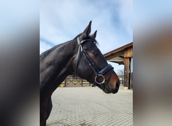 Hannoveriano, Semental, 7 años, Castaño oscuro