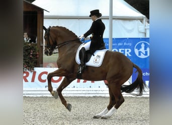 Hannoveriano, Semental, 20 años, 169 cm, Alazán