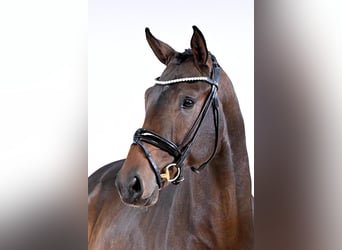 Hannoveriano, Semental, 2 años, 170 cm, Castaño