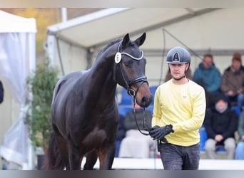 Hannoveriano, Semental, 3 años, 170 cm, Castaño oscuro