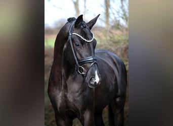 Hannoveriano, Semental, 3 años, 173 cm, Negro