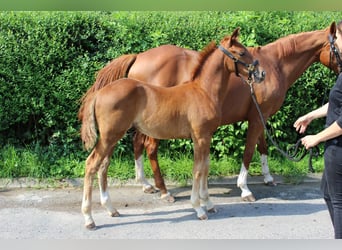 Hannoveriano, Semental, Potro (05/2024), 165 cm, Alazán-tostado