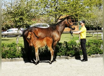 Hannoveriano, Semental, Potro (04/2026), 168 cm, Castaño
