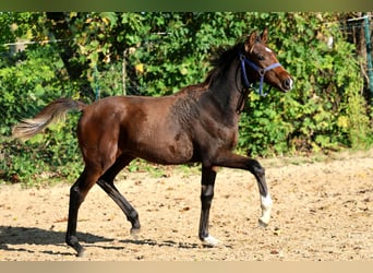 Hannoveriano, Semental, Potro (04/2026), 168 cm, Castaño