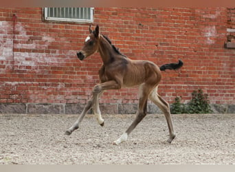 Hannoveriano, Semental, Potro (05/2024), 169 cm, Castaño oscuro