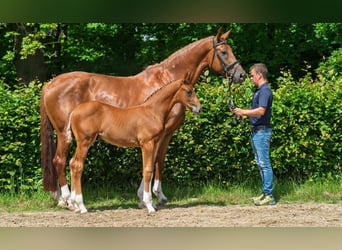Hannoveriano, Semental, Potro (04/2025), 170 cm, Alazán-tostado