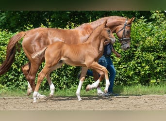 Hannoveriano, Semental, Potro (04/2025), 170 cm, Alazán-tostado