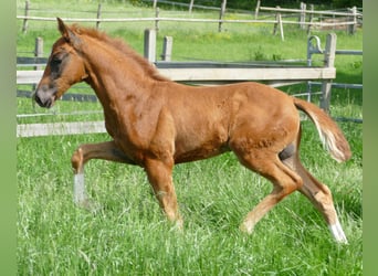 Hannoveriano, Semental, Potro (03/2026), 170 cm, Alazán-tostado
