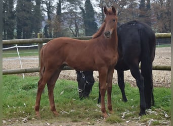 Hannoveriano, Semental, Potro (06/2025), 170 cm, Alazán-tostado