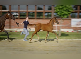 Hannoveriano, Semental, , 170 cm, Alazán-tostado