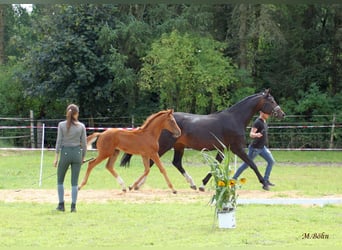 Hannoveriano, Semental, Potro (04/2025), 170 cm