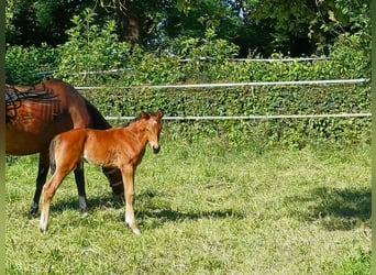 Hannoveriano, Semental, Potro (06/2024), 170 cm, Castaño