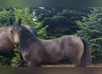 Hannoveriano, Semental, Potro (03/2026), 170 cm, Castaño oscuro