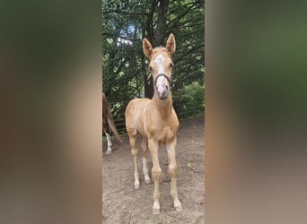 Hannoveriano, Semental, Potro (06/2025), 170 cm, Palomino