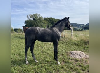 Hannoveriano, Semental, Potro (04/2025), 170 cm, Tordo