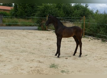 Hannoveriano, Semental, Potro (05/2026), 173 cm, Morcillo