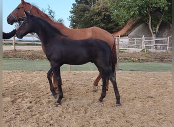 Hannoveriano, Semental, Potro (05/2026), 173 cm, Morcillo