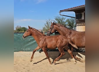 Hannoveriano, Semental, Potro (04/2026), 175 cm, Alazán-tostado