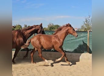 Hannoveriano, Semental, Potro (04/2026), 175 cm, Alazán-tostado