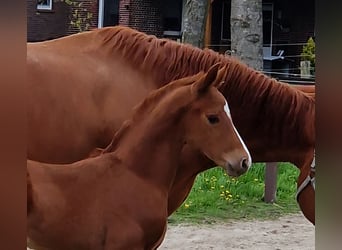 Hannoveriano, Semental, Potro (03/2026), Alazán