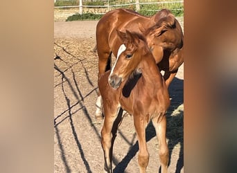 Hannoveriano, Semental, Potro (06/2026), Alazán