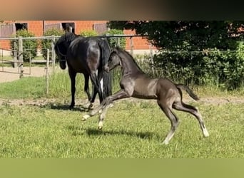 Hannoveriano, Semental, Potro (04/2026)