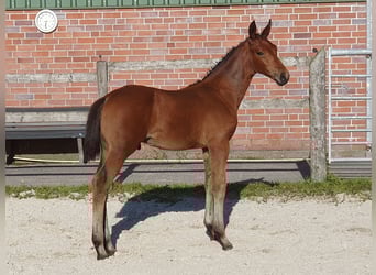 Hannoveriano, Semental, Potro (06/2025), Castaño