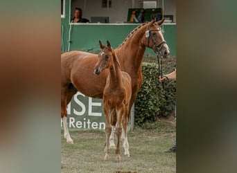 Hannoveriano, Semental, , Castaño