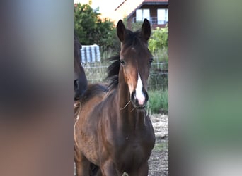 Hannoveriano, Semental, Potro (02/2026), Castaño oscuro
