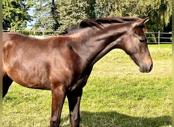 Hannoveriano, Semental, Potro (04/2024), Castaño oscuro