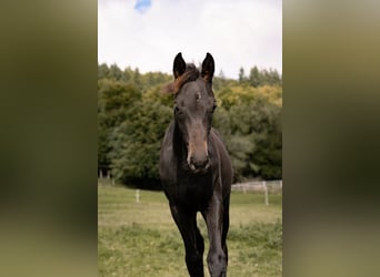 Hannoveriano, Semental, Potro (05/2025), Morcillo