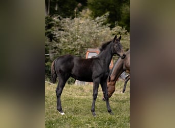 Hannoveriano, Semental, Potro (05/2025), Morcillo