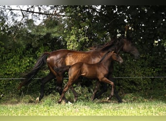 Hannoveriano, Semental, Potro (05/2024), Negro