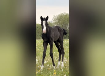 Hannoveriano, Semental, Potro (05/2026), Negro