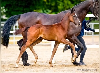Hannoveriano, Semental, Potro (07/2026), Negro