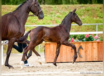 Hannoveriano, Semental, Potro (06/2026), Negro