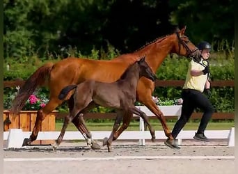 Hannoveriano, Semental, Potro (05/2025), Negro