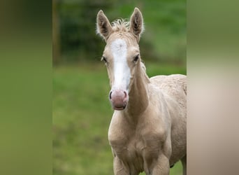 Hannoveriano Mestizo, Semental, Potro (06/2024), Palomino