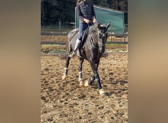 Hannoveriano, Yegua, 10 años, 162 cm, Negro