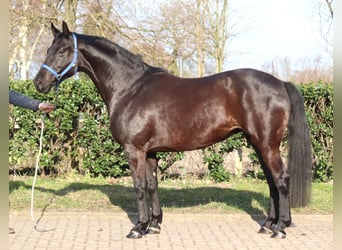 Hannoveriano, Yegua, 10 años, 164 cm, Negro