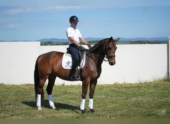 Hannoveriano, Yegua, 10 años, 168 cm, Castaño