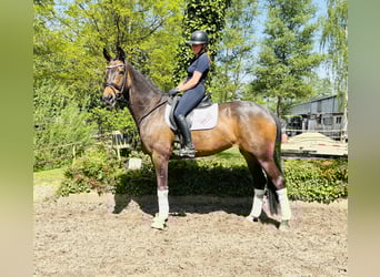 Hannoveriano, Yegua, 10 años, 170 cm, Castaño oscuro