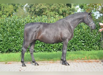 Hannoveriano, Yegua, 10 años, 170 cm, Negro