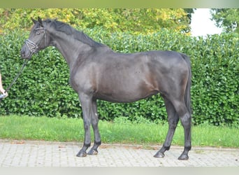Hannoveriano, Yegua, 10 años, 170 cm, Negro