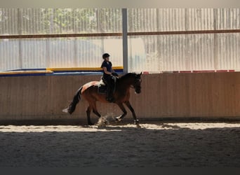 Hannoveriano, Yegua, 11 años, 164 cm, Castaño
