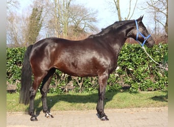 Hannoveriano, Yegua, 11 años, 164 cm, Negro