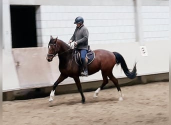 Hannoveriano, Yegua, 11 años, 167 cm, Castaño